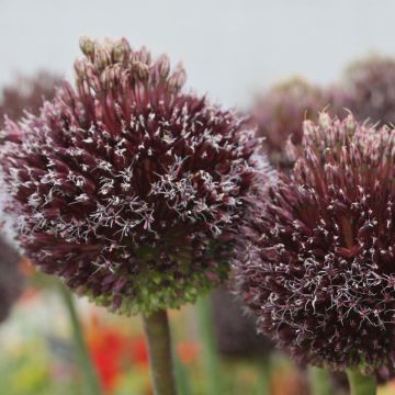 Allium amethystinum Forelock - Ajo decorativo