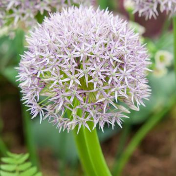 Allium Round and Purple - Ajo decorativo