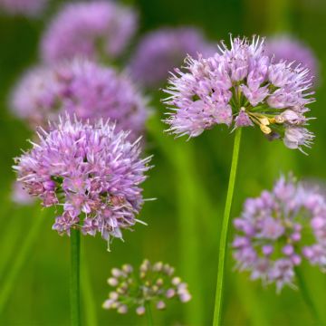 Allium carolinianum Rosy Dream - Ajo decorativo