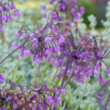 Allium cernuum - Ajocebolla