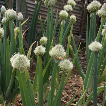 Cebolleta - Cebolla blanca