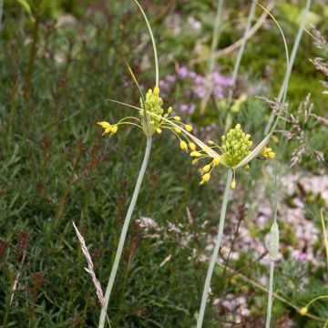 Allium flavum - Ajo decorativo