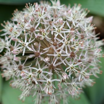 Allium karataviense - Ajo decorativo  