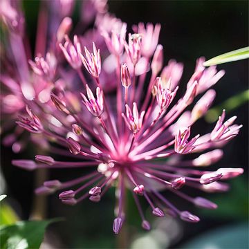 Allium nevskianum - Ajo decorativo