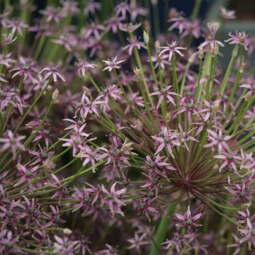 Allium schubertii Spider - Ajo decorativo