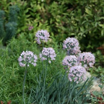 Allium senescens subsp. montanum - Ajo decorativo