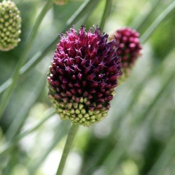 Allium sphaerocephalon - Ajo decorativo