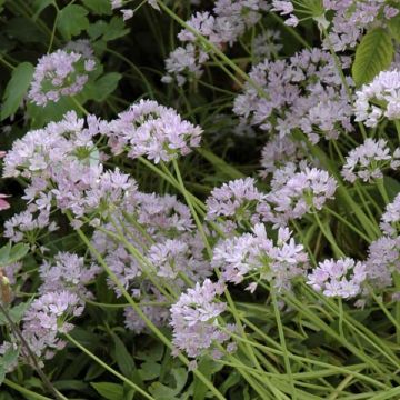 Allium unifolium - Ajo decorativo