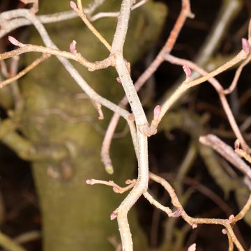 Aliso común Greenwood - Alnus glutinosa