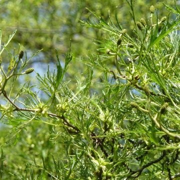 Aliso imperial - Alnus glutinosa Imperialis