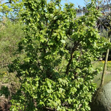 Aliso gris Monstrosa - Alnus incana