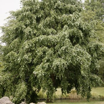 Aliso gris Pendula - Alnus incana