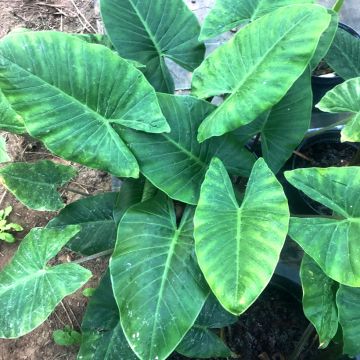 Alocasia cucullata - Oreja de elefante