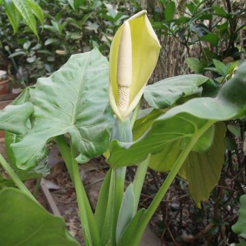 Alocasia macrorrhizos - Oreja de elefante gigante