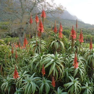 Aloe arborescens - Áloe candelabro