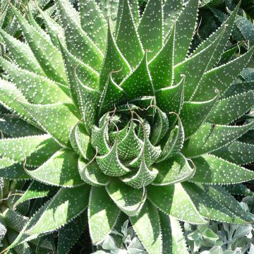 Aloe aristata - Planta antorcha