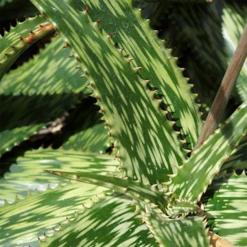 Aloe harlana