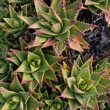 Aloe perfoliata