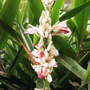 Alpinia galanga - Galanga