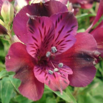 Alstroemeria Inticancha Dark Purple