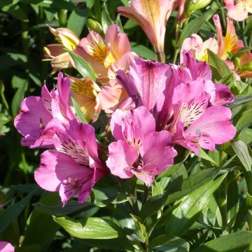 Alstroemeria Garden Summer Saint