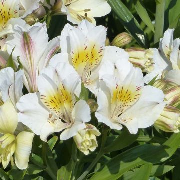 Alstroemeria Garden Summer Sky