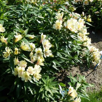 Alstroemeria Garden Summer Snow