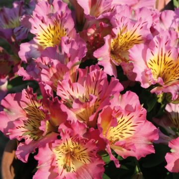 Alstroemeria Inticancha Sunday