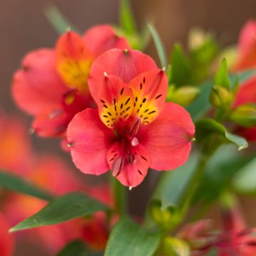 Alstroemeria Summer Paradise Summer Holiday