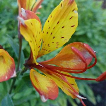 Alstroemeria Sweet Laura