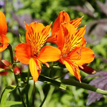 Alstroemeria aurantiaca Orange King