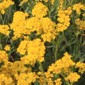 Alyssum saxatile Citrinum - Canastillo