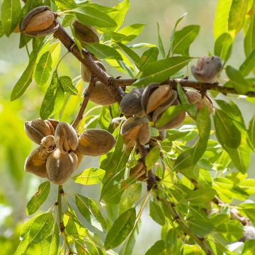 Almendro - Prunus dulcis