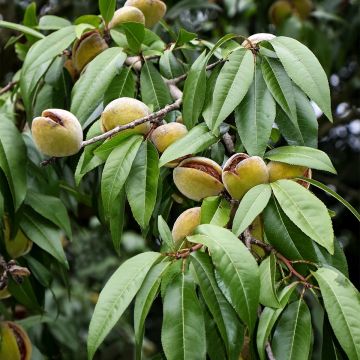 Almendro enano Fruit me Almond me