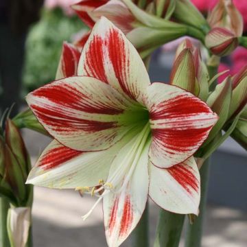 Amaryllis Ambiance - Hippeastrum