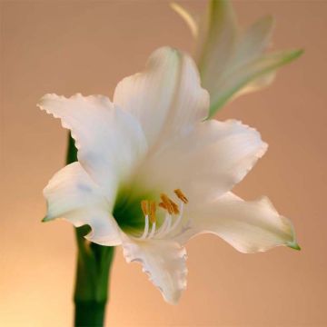 Amaryllis Amputo - Hippeastrum