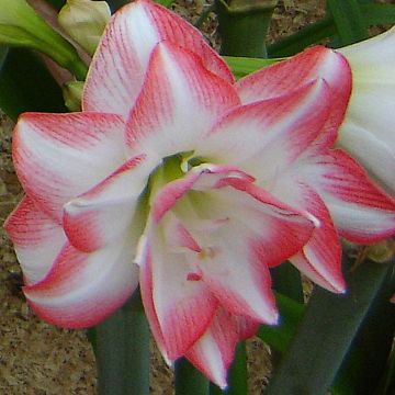 Amaryllis Blossom Peacock - Hippeastrum