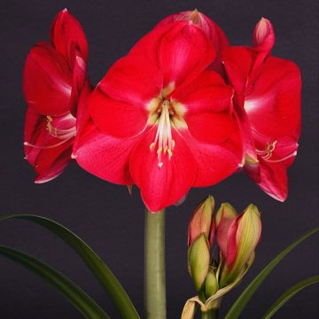 Amaryllis Candy Cream - Hippeastrum