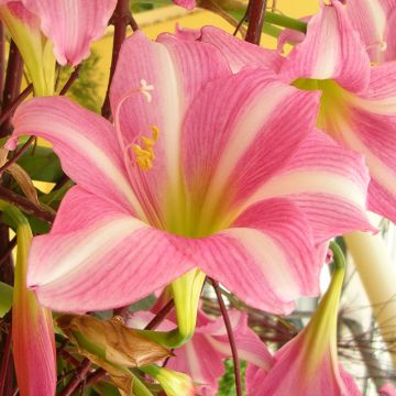 Amaryllis Estella - Hippeastrum