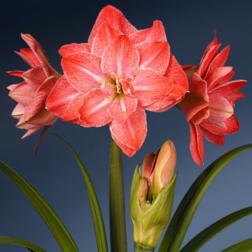 Amaryllis Flamingo Amadeus - Hippeastrum