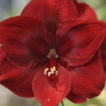 Amaryllis Grand Diva - Hippeastrum