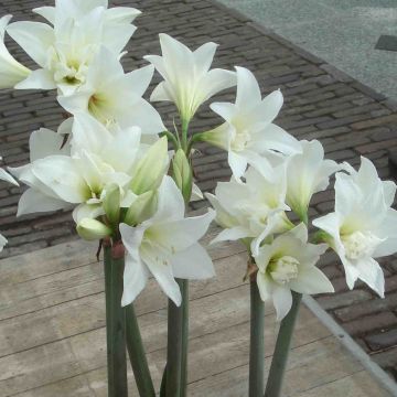 Amaryllis Jewel - Hippeastrum