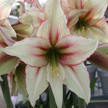 Amaryllis Magic Green - Hippeastrum