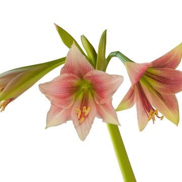 Amaryllis Misty - Hippeastrum