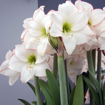 Amaryllis Picotee - Hippeastrum