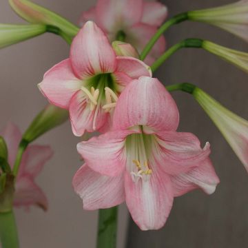 Amaryllis Pink Rascal - Hippeastrum