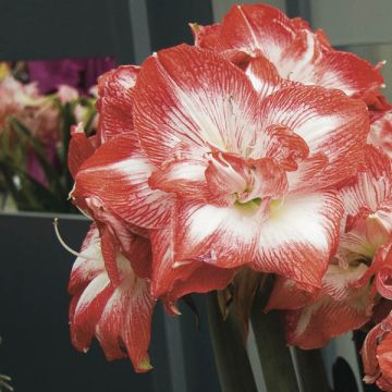 Amaryllis Double Promise - Hippeastrum