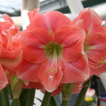 Amaryllis Rosalie - Hippeastrum