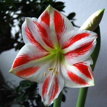 Amaryllis Clown - Hippeastrum