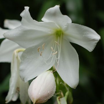 Amarilis belladonna Alba en bulbo